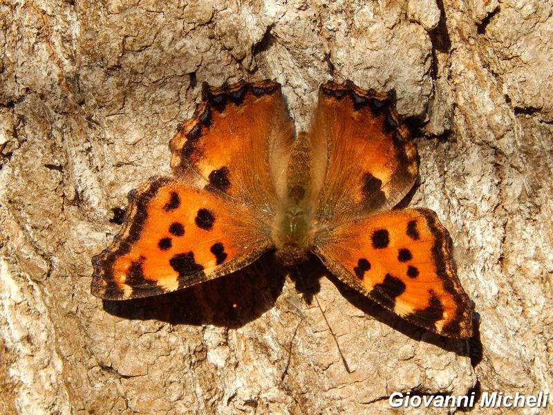 Le magnifiche 4 di primavera